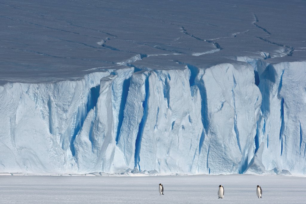 A supplied image shows penguins walking in front of ice cliffs in East Antarctica, December 29, 2007. Picture taken December 29, 2007. John B. Weller-Pew Charitable Trust/Handout via REUTERS 