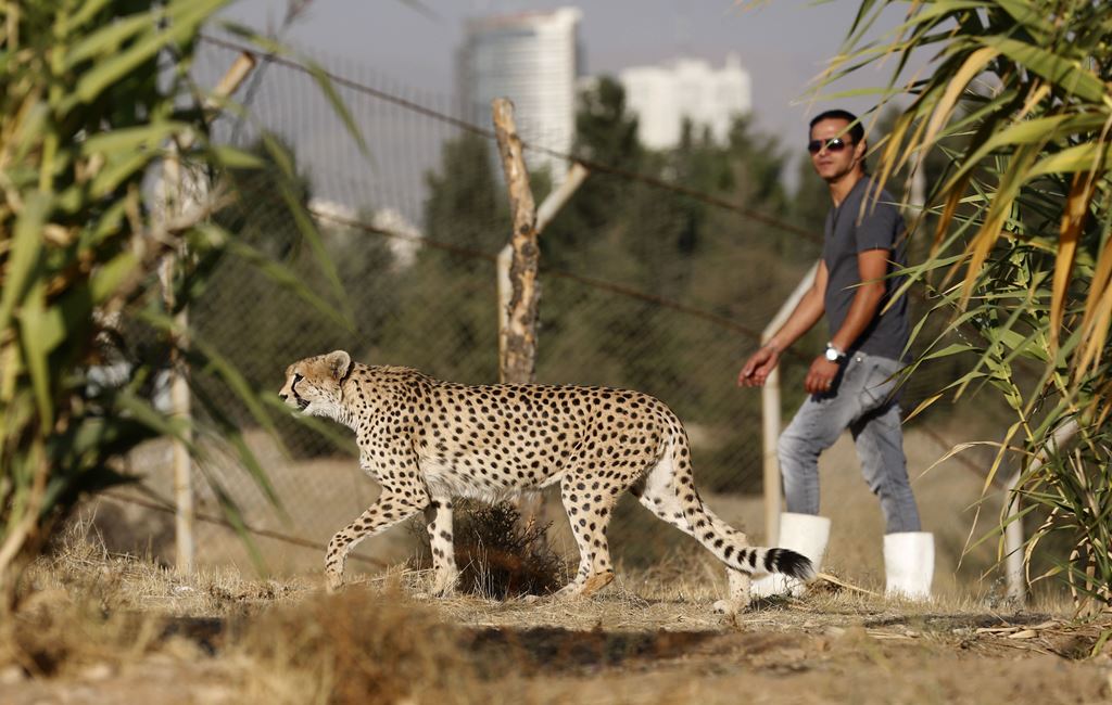 Iranian animal trainer Mahmud Keshvari walks next to a female Asiatic Cheetah named 'Dalbar' in an enclosure at the Pardisan Park in Tehran on October 10, 2017. AFP / ATTA KENARE
