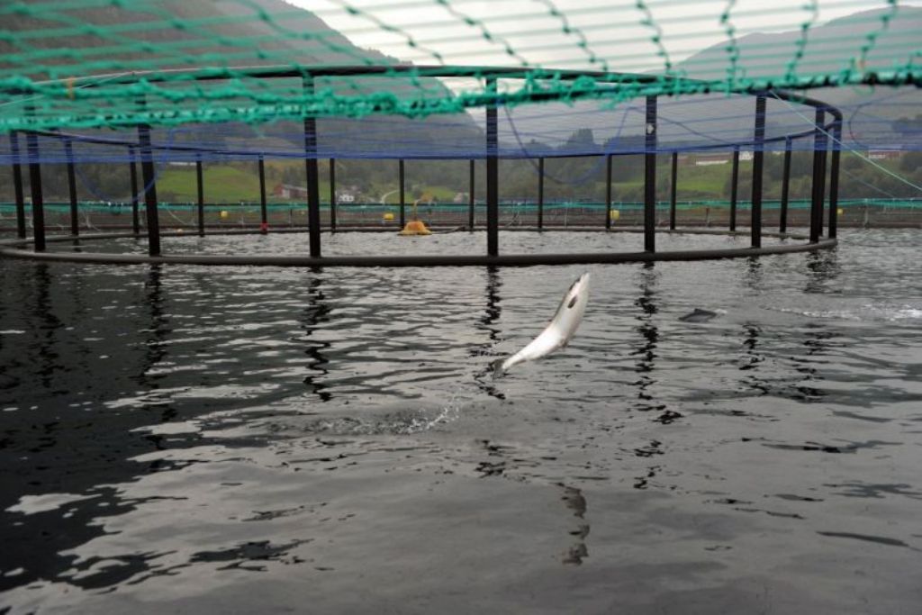 A salmon jumping in a submerged cage in front of the feeding system at a farm of Norwegian world's largest salmon producer Marine Harvest.PHOTO: AFP.