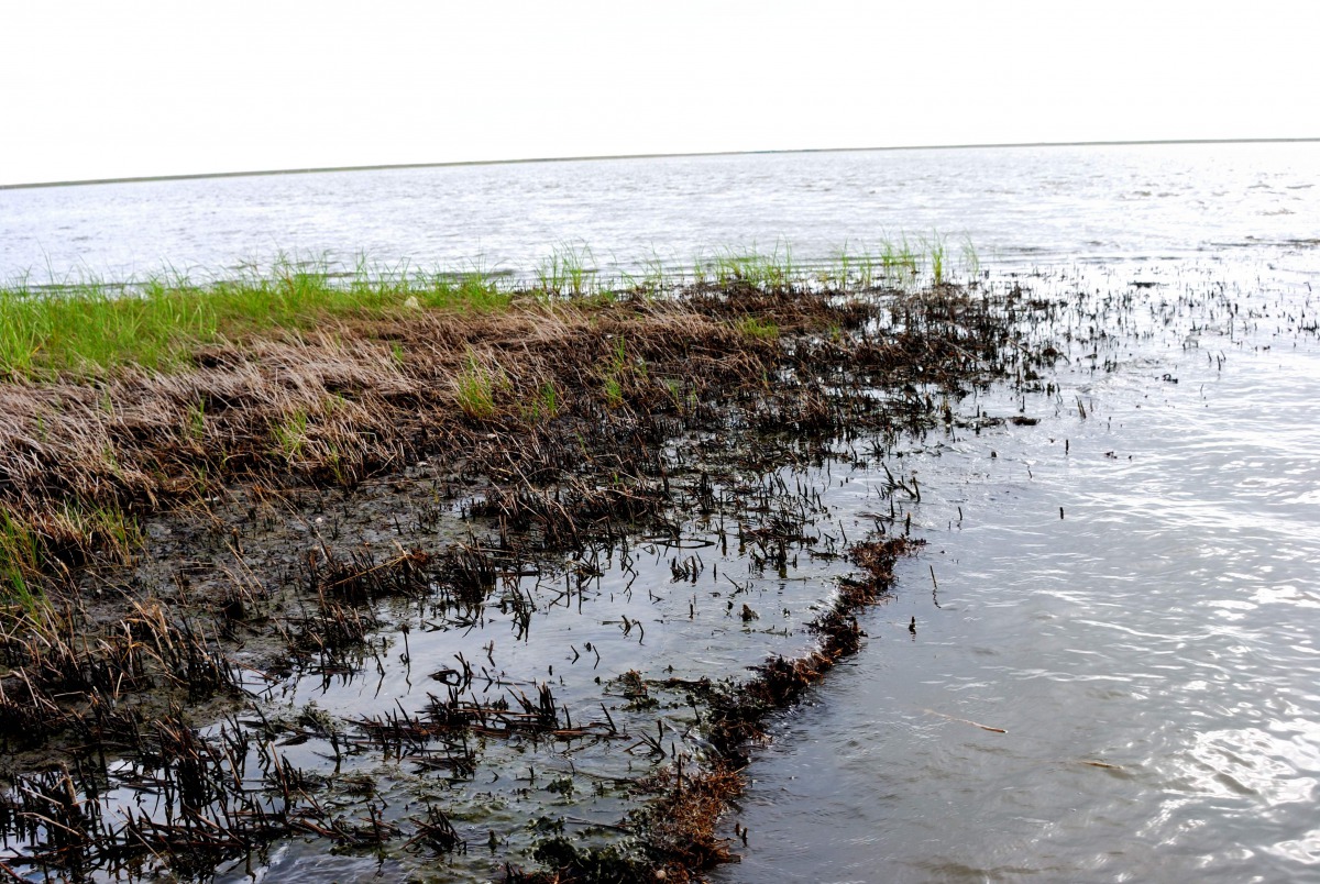 This April 7 2011 photo shows Green shoots growing among the blackened marsh grasses killed by oil from the BP spill that seeped into Bay Jimmy in one of the hardest-hit areas of coastal Louisiana.  (AFP) 