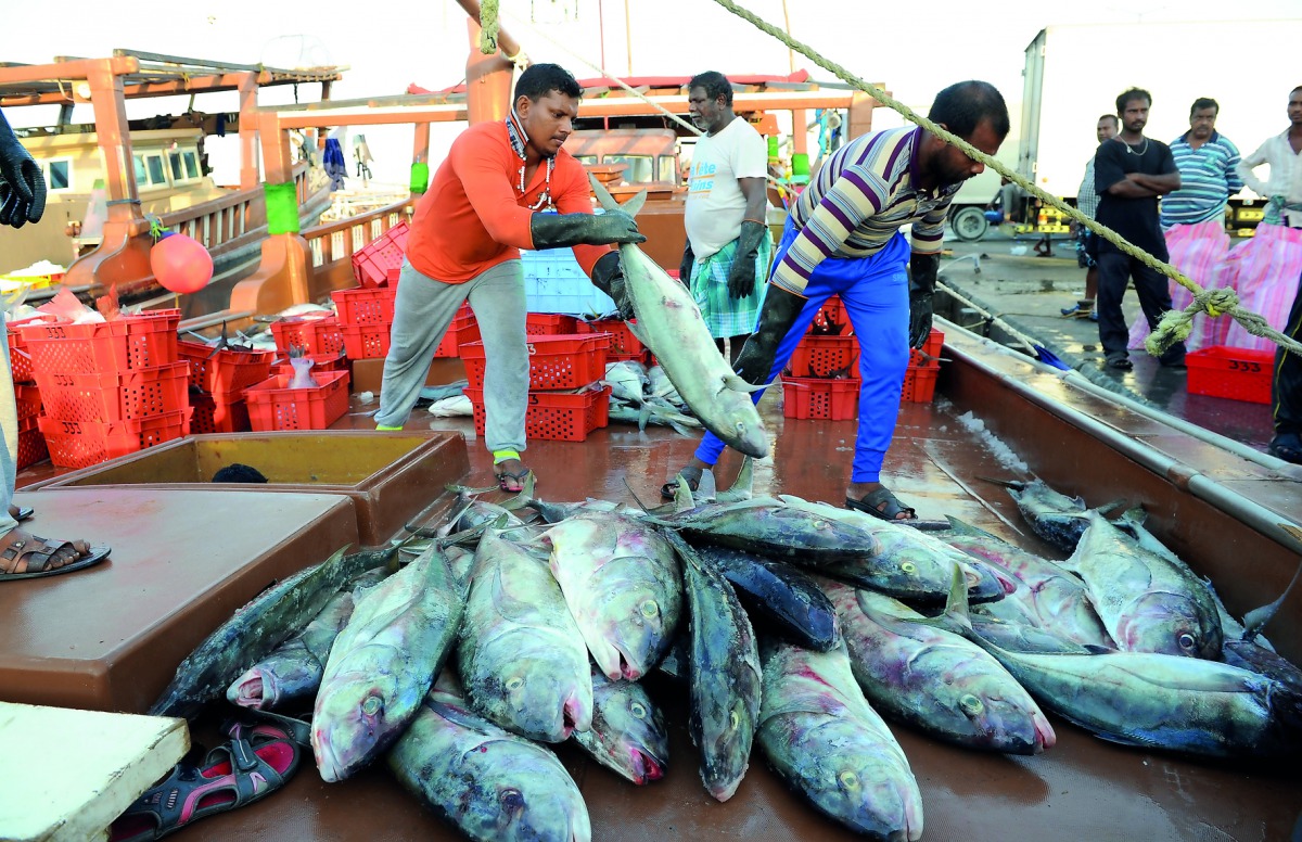 Fishermen with their catch at the Al Wakrah harbor. Pic: Salim Matramkot / The Peninsula 