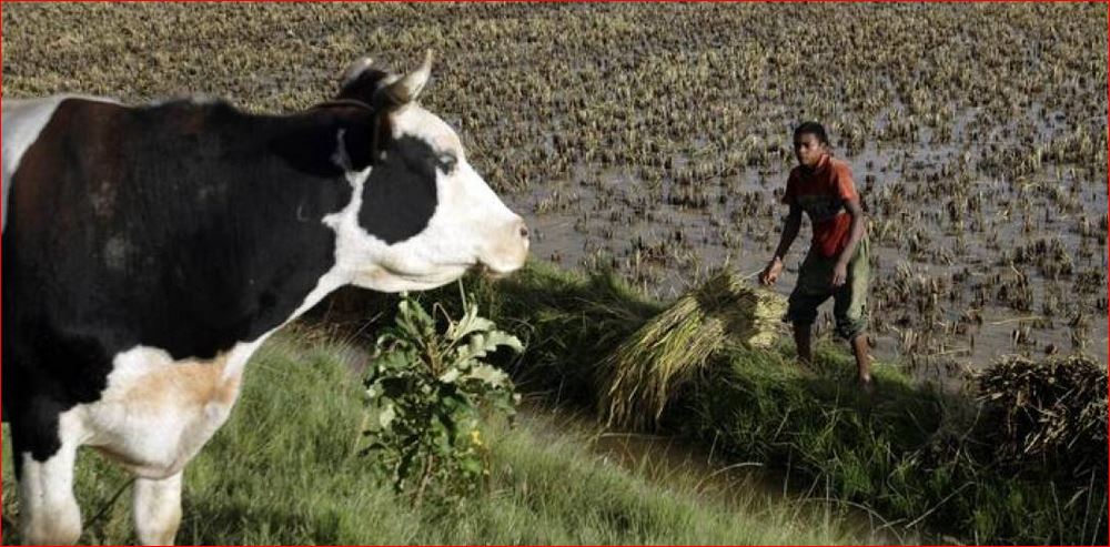 A farmer harvests rice at a rice paddy at Ambohimanambola near Antananarivo in this 2009 file photo.  (Reuters / Siphiwe Sibeko) 