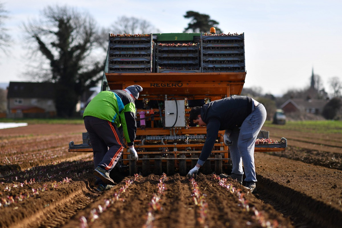Workers plant salad crops in a field in Wrotham, south east England on March 13, 2017 (AFP / Ben Stansall) 