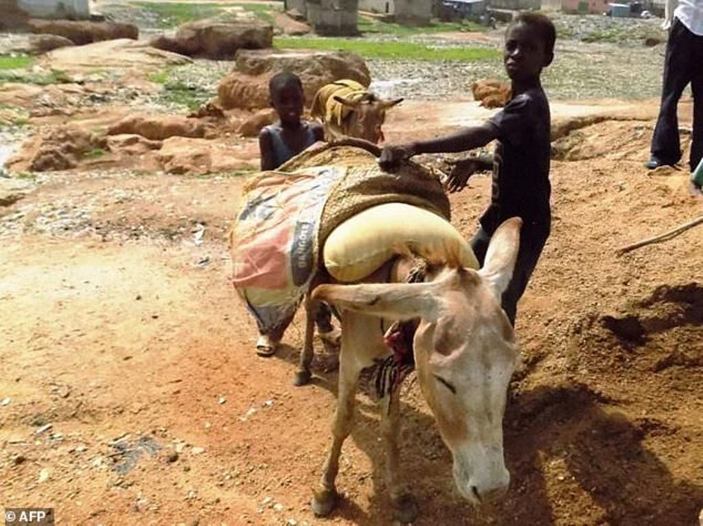 Boys work with their precious donkey at an excavation site in the far northern state of Kano, digging sand for market. AFP