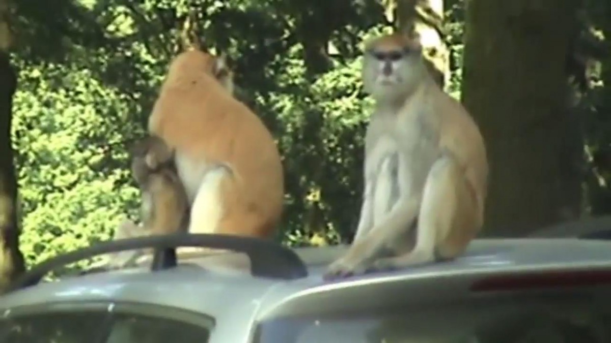 Woburn Safari Park in Bedfordshire, southern England, said staff were left 