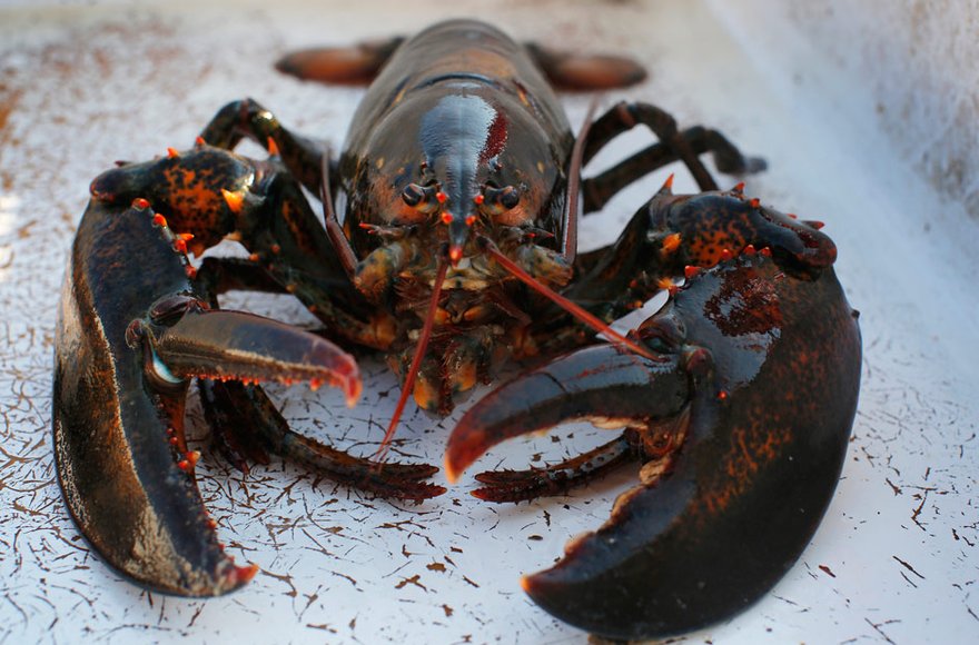 Switzerland has banned the common culinary practice of throwing fresh lobsters into boiling water as part of an overhaul of its animal protection rules. (Reuters file photo / Brian Snyder) 