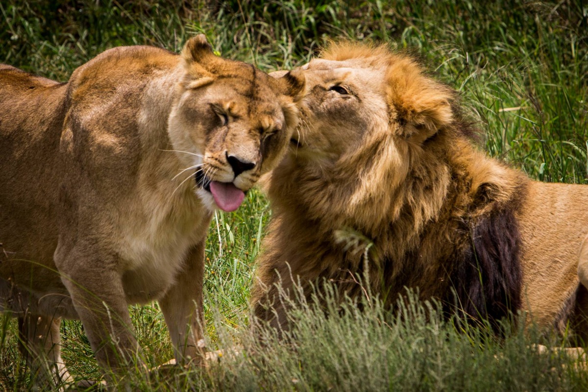 The male lions were transported in metal crates on a Qatar Airways flight after leaving an animal refuge in Jordan on Sunday. (Representative photo, courtesy of www.worldanimalday.org.uk)
