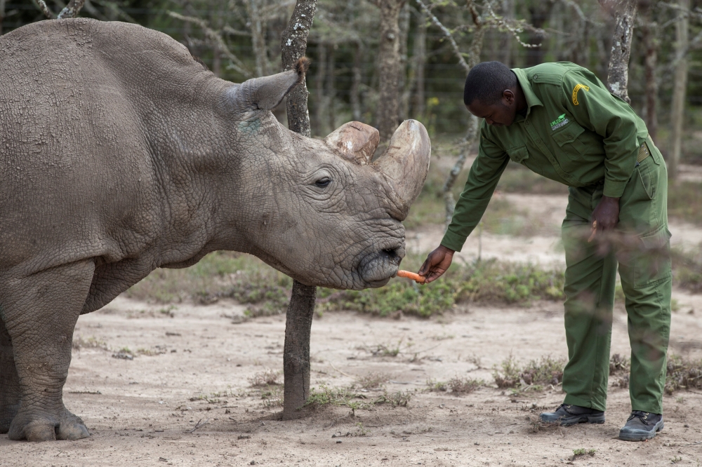 File photo: Sudan, the last surviving male northern white rhino, is fed by a warden at the Ol Pejeta Conservancy in Laikipia national park, Kenya May 3, 2017. REUTERS/Baz Ratner/File Photo