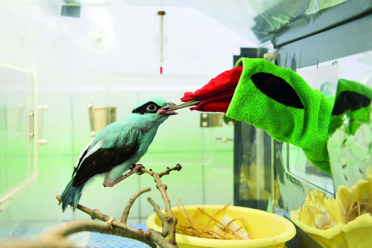 A bird keeper, Vendula Budkova uses a puppet to feed a 43 days old Javan green magpie at Prague Zoo in Prague, Czech Republic on April 23, 2018. Javan green magpies are one the most endangered birds on Earth. It's estimated that about fifty of them are li