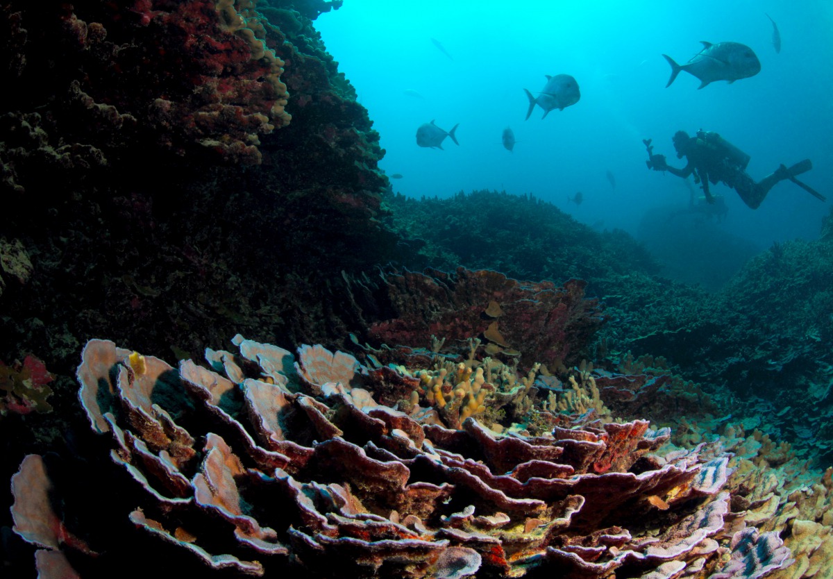 Divers and giant trevally --Caranx ignobilis --are pictued at Lisianski Island in Papahanaumokuakea Marine National Monument, northeast of Hawaii (Greg McFall  /NOAA Office of National Marine Sanctuaries) 