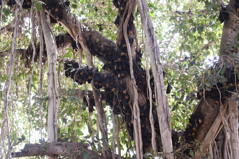 File photo of Indian bats clinging onto the branches of a banyan tree on the campus of Gujarat College in Ahmedabad, April 29, 2018. / AFP / SAM PANTHAKY