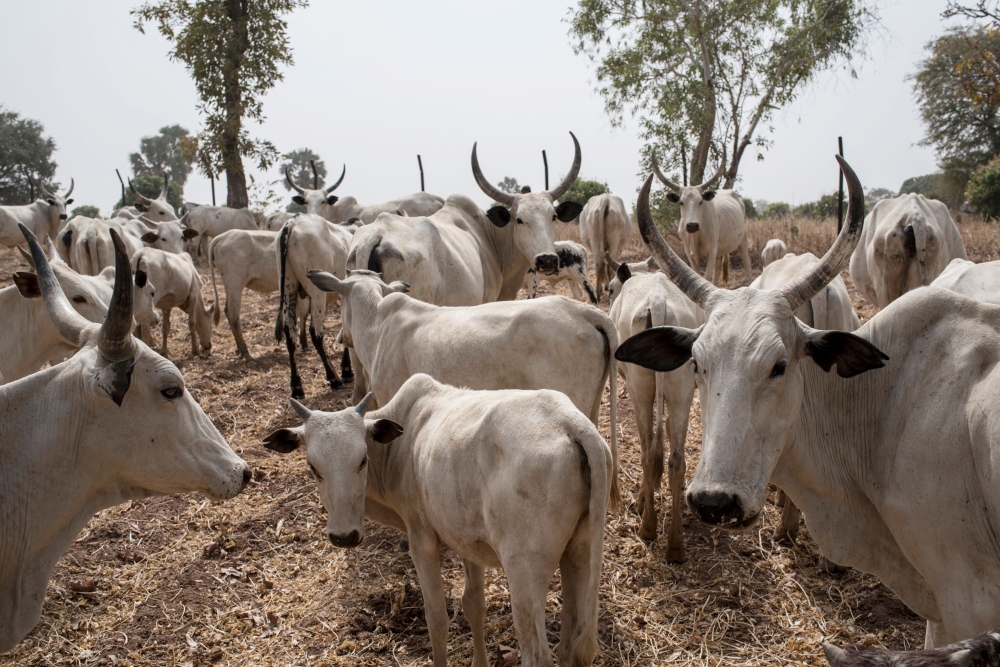 A file picture taken and released on February 22, 2017 shows cattle grazing at a field outside Kaduna.  / AFP / STEFAN HEUNIS 