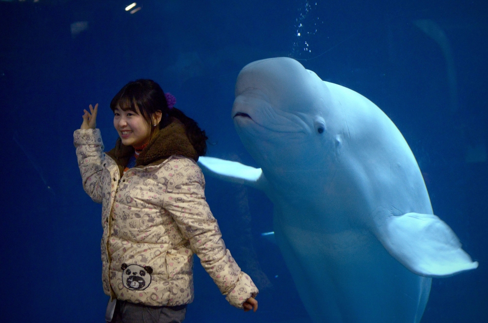 In this file photo taken on January 10, 2016 a woman poses for a photo in front of a beluga whale at a zoo in Beijing.  AFP / Wang Zhao
