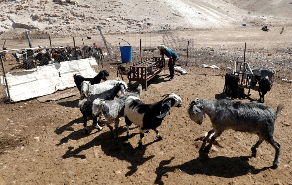 A Palestinian man looks after his animals in the Bedouin village of Khan al-Ahmar in the occupied West Bank July 6, 2018. Reuters/Mohamad Torokman