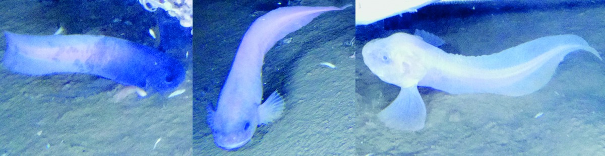  Picture obtained from the University of Newcastle on September 14, 2018 shows Atacama snailfish, a newly discovered species of fish discovered at 7000m below sea level. AFP photo /University of Newcastle 