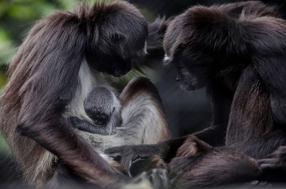 A spider monkey cub (Ateles hybrids), born two days ago, and its mother are pictured, at Santa Fe zoo, in Medellin, Antioquia department, Colombia on September 13, 2018. AFP / Joaquin Sarmiento
