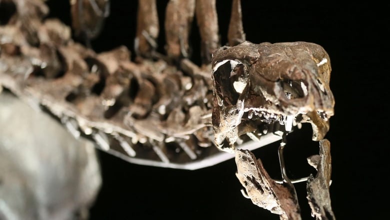 REPRESENTATIVE IMAGE: An Alberta-based paleontologist says Stegosaurus fossils are buried deep somewhere in Alberta's Dinosaur Provincial Park. (Reuters/Paul Hackett)