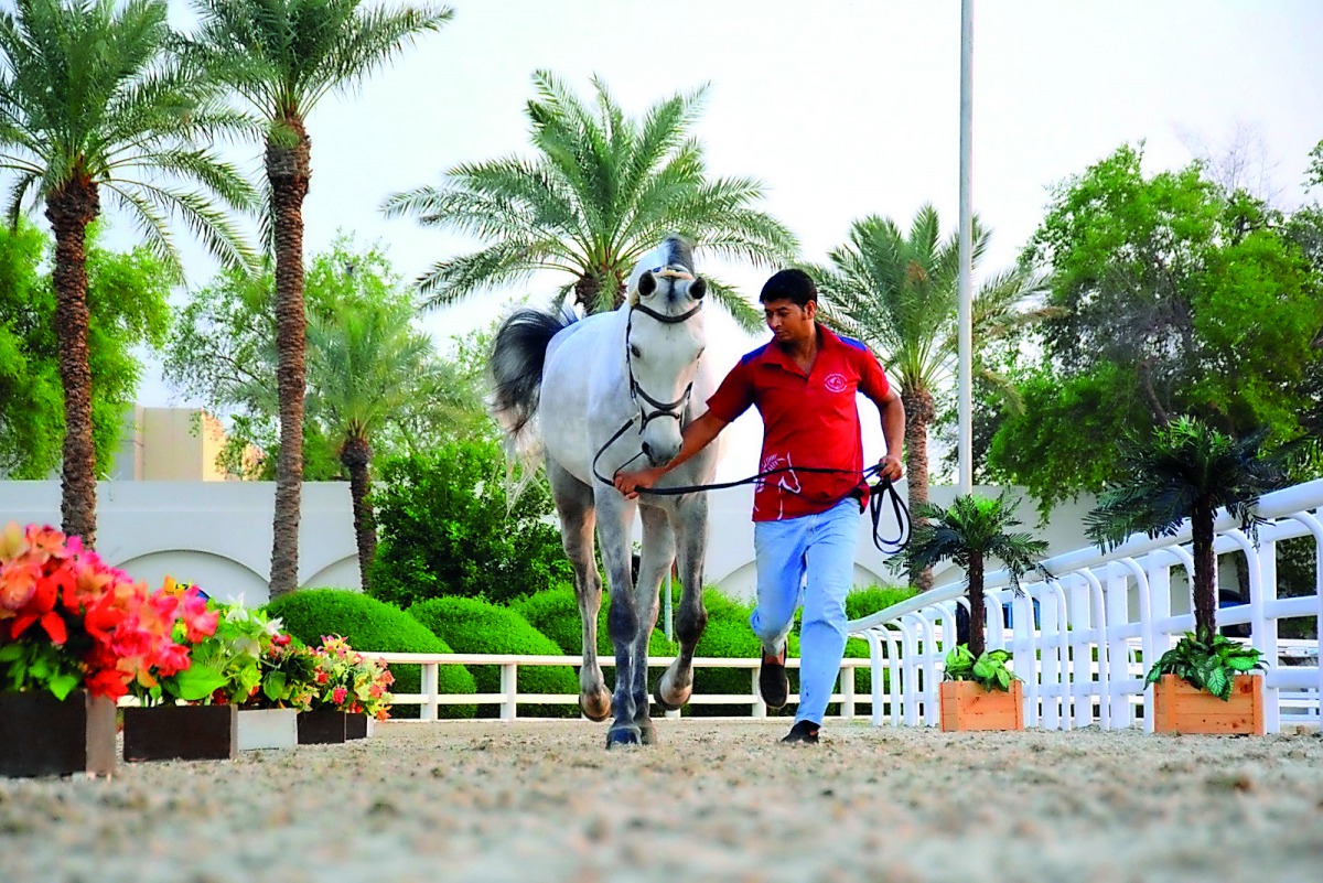 A rider walks along with a horse at a vet check ahead of the second round of the Hathab Equestrian Series at the Qatar Equestrian Federation arena yesterday.