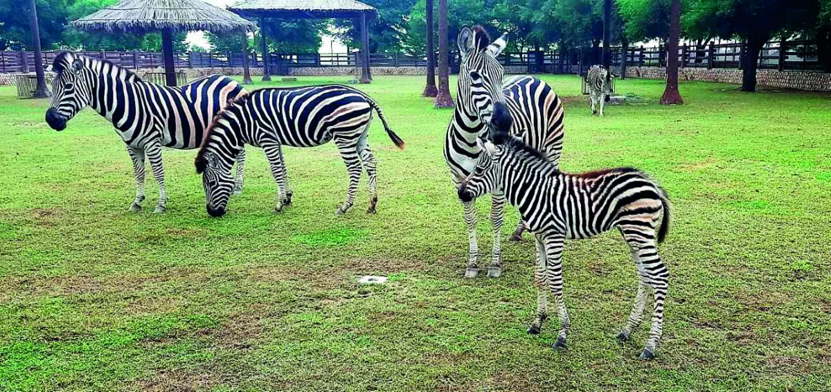 Animals at the zoo section of Al Khor Park.