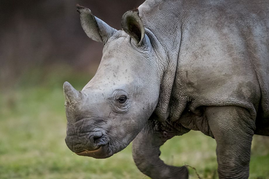 Still from the documentary STROOP: journey into the rhino horn war