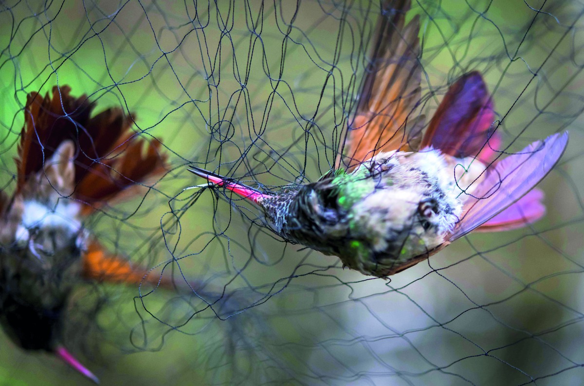 Two hummingbirds (Amazilia Beryllina) are trapped in a net set by biologists in a pollination garden set by the National Autonomous University of Mexico (UNAM) in Mexico City on October 16, 2018. AFP / Omar Torres
