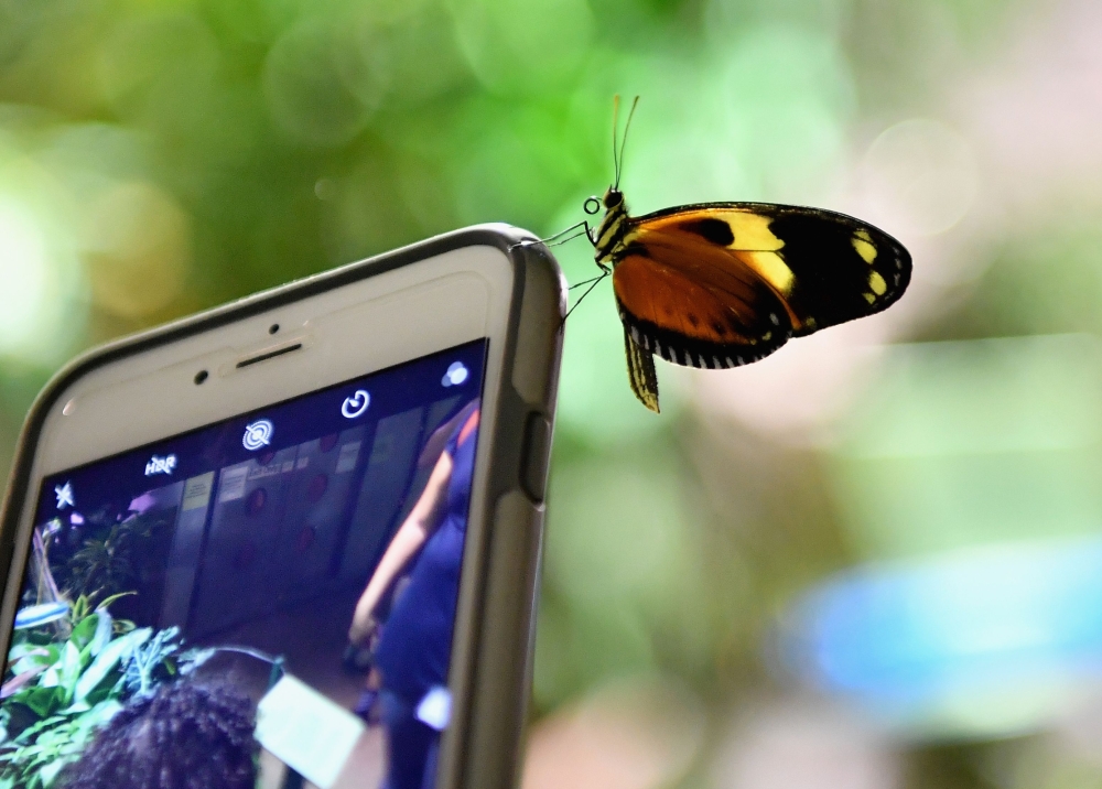 A butterfly sits on a mobile phone during a preview visit of the butterfly conservatory at the American Natural History Museum in New York on October 3 2018. AFP / Angela Weiss 