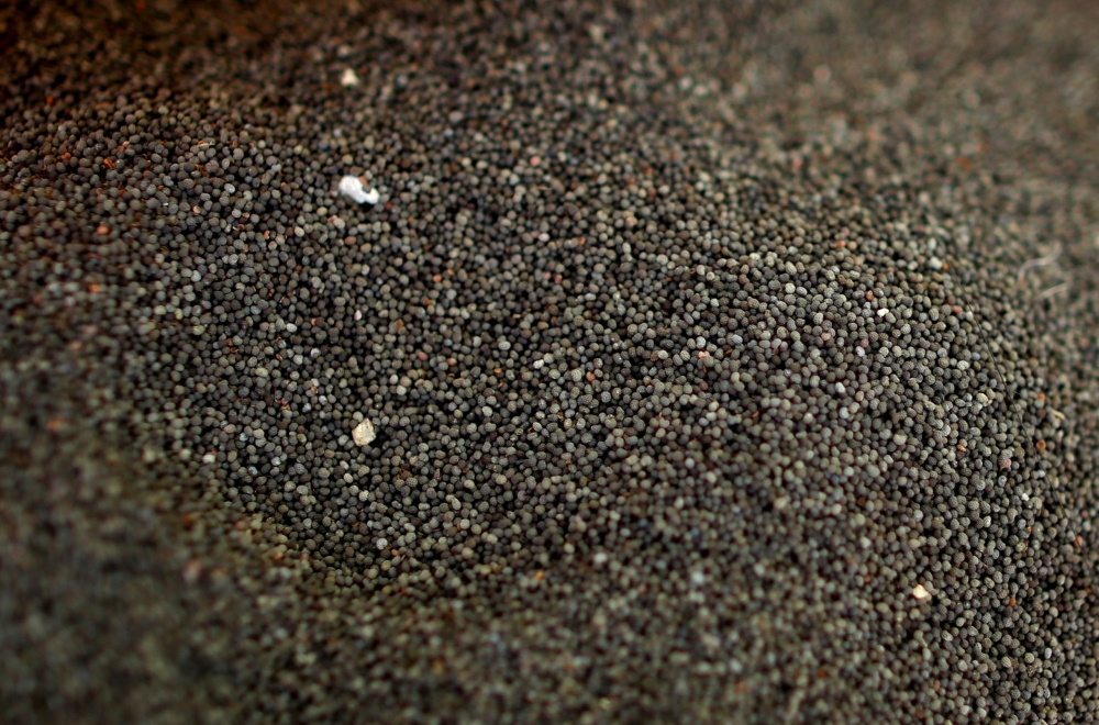 Seeds of the opium poppy plant are seen in Santa Cruz Yucucani in the Sierra Madre del Sur, in the southern state of Guerrero, Mexico, August 18, 2018. Reuters/Carlos Jasso