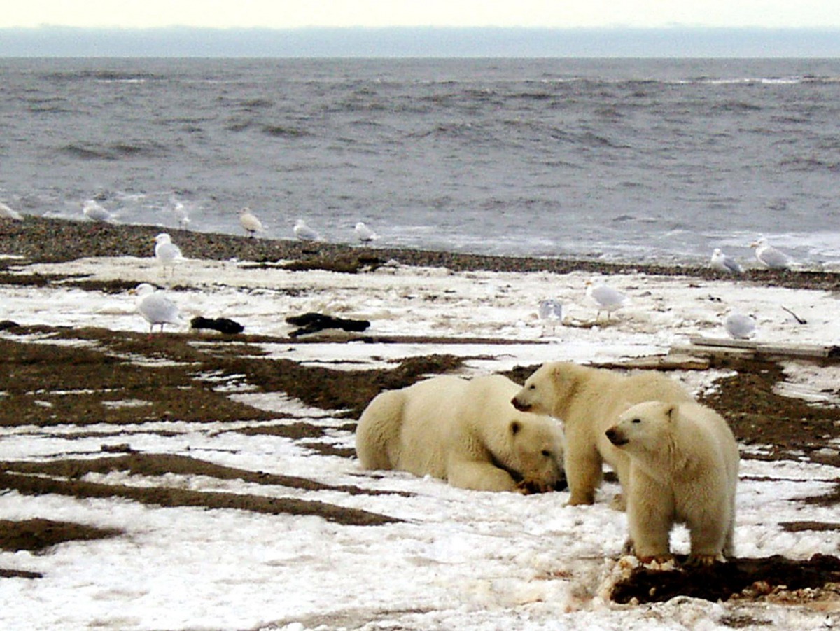 Polar bears are affected by global warming with melting Arctic ice forcing them to spend more time on land where they compete for food. 
