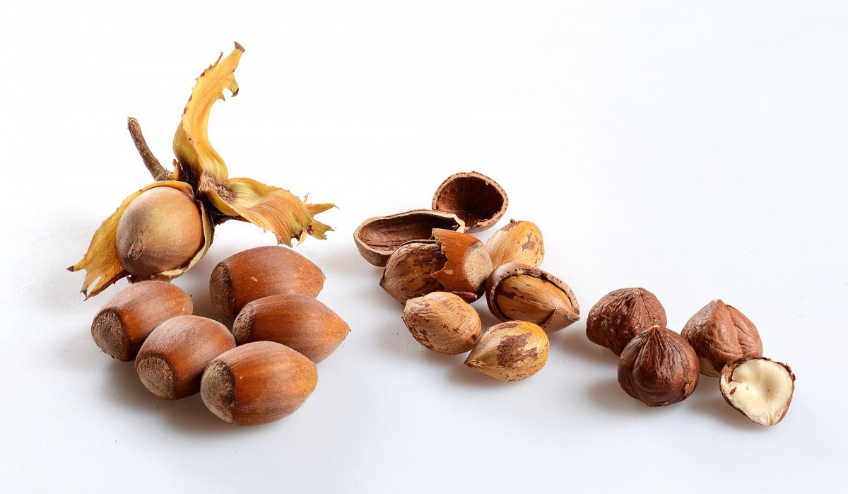 Ripe hazelnuts (Photo courtesy: Simon A Eugster/Wikimedia Commons/CC BY-SA 3.0)   