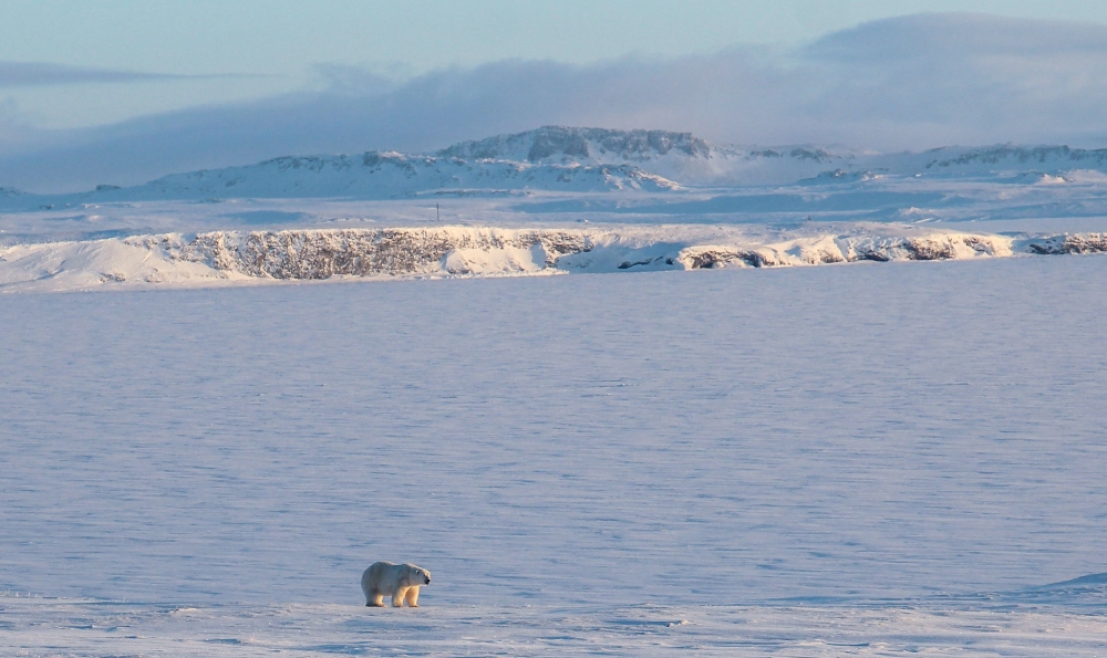 An undated handout picture shows a polar bear off the coast of the remote Russian northern Novaya Zemlya archipelago, a tightly-controlled military area where a village declared a state of emergency in February after dozens of bears were seen entering hom