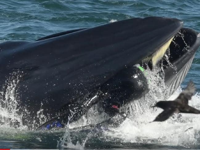 The 51-year-old marine conservationist was swept into the mouth of a large Bryde's whale off the coast of the southern South African town of Port Elizabeth while filming a sardine run last month.