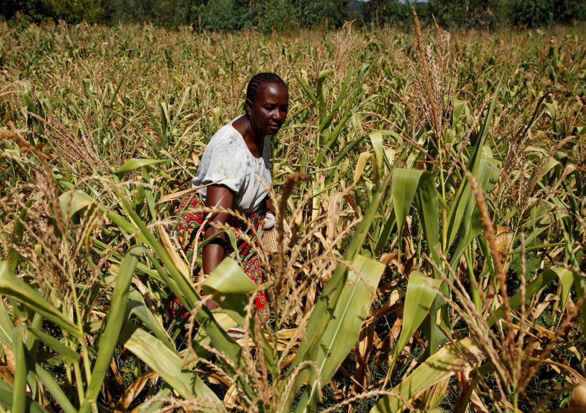 Villager Shupikai Makwavarara inspects her failing maize crop in rural Bindura near Harare, Zimbabwe March 1, 2019. Reuters/Philimon Bulawayo