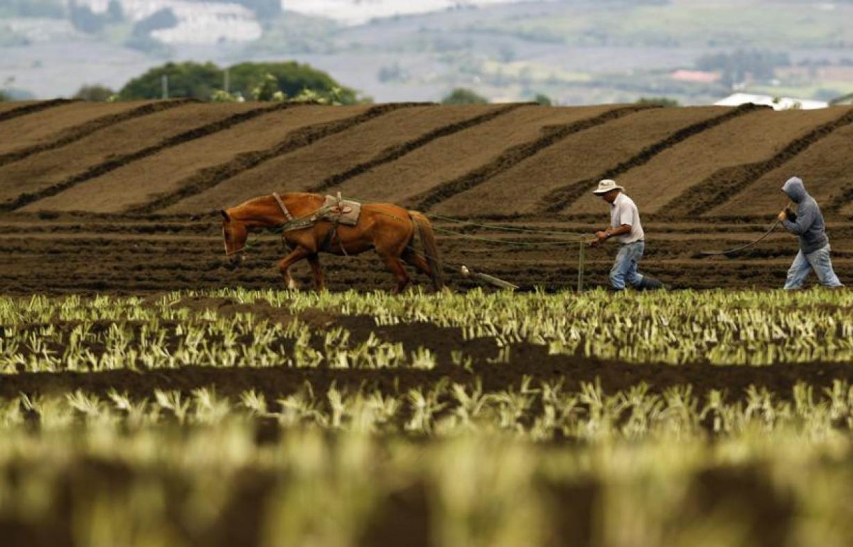Farmers plough the land with the help of their horse on a plantation in Tierra Blanca de Cartago, east of San Jose May 15, 2012. Reuters/Juan Carlos Ulate 