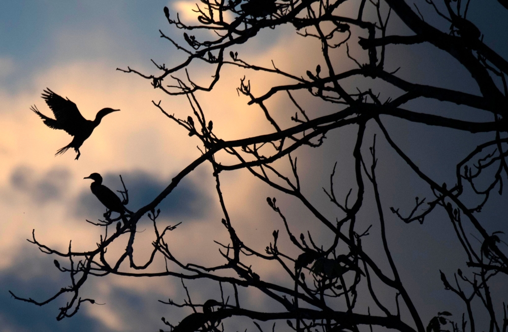 Birds are seen on a tree partially submerged in water during sunset at the Mamiraua Sustainable Development Reserve in Amazonas State, Brazil on June 27, 2018. AFP / Mauro Pimentel
 