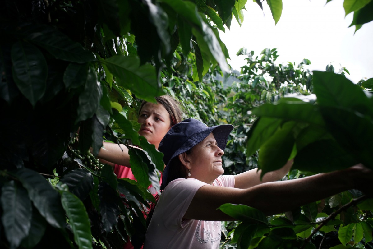 Coffee grower Rubiela and her daughter Camila pick coffee in San Carlos, Colombia, July 14, 2017. Reuters/Federico Rios