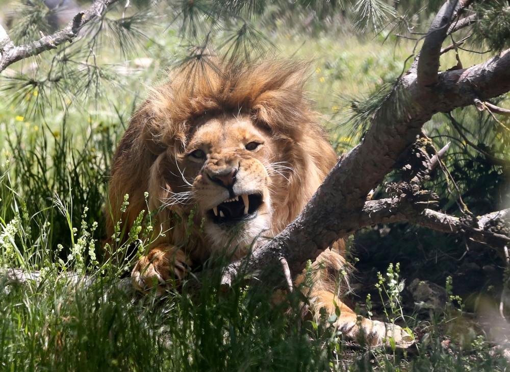 A lion rests in an enclosure on April 10, 2019, at the sanctuary in Jerash, some 50 kilometres north of the Jordanian capital. AFP / Khalil Mazraawi
 