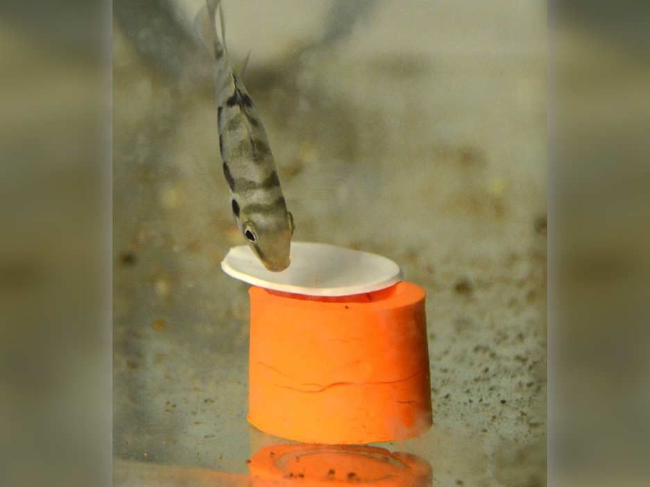 This undated and unlocated handout picture taken and released by the CNRS of the Bourgogne University shows a haplochromine cichlids (maylandia estherae) trying to open a box as part of a scientic experiment. AFP PHOTO / CNRS - université de Bourgogne