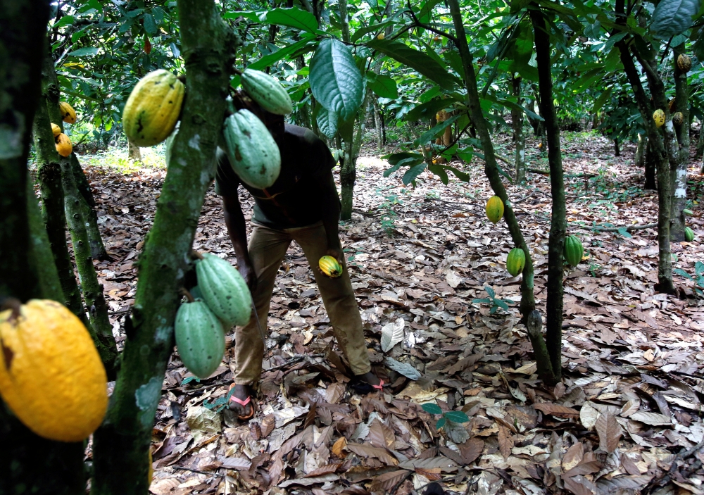 File photo of a cocoa plantation in Toumodi, Ivory Coast used for representation only. REUTERS/Thierry Gouegnon/File Photo