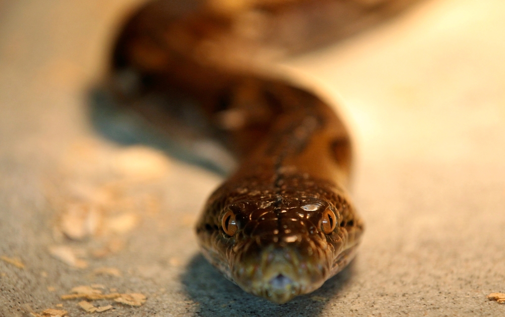 A reticulated python is seen at a snake farm ahead of the Spring Festival in Tainan, southern Taiwan, February 5, 2013. Reuters/Pichi Chuang
