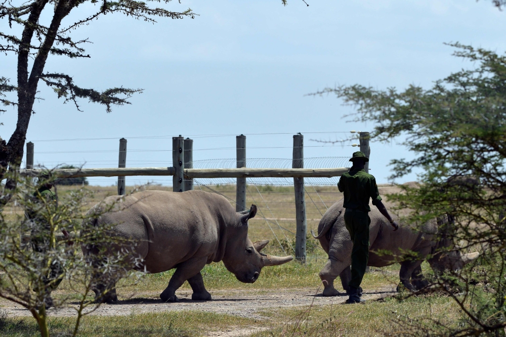 Fatu (L), 19, files along behind her mother Najin, 30, as they are led back to pasture by caretakers on August 23, 2019 at the ol-Pejeta conservancy in Nanyuki, 147 kilometres north of Kenyan capital, Naironi.  AFP / TONY KARUMBA
