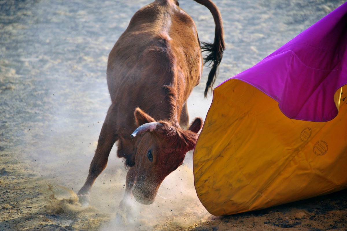 A bull charges during a bullfighting training session in Mosquera municipality on the outskirts of Bogota, Colombia on January 17, 2017. AFP/Guillermo Legaria