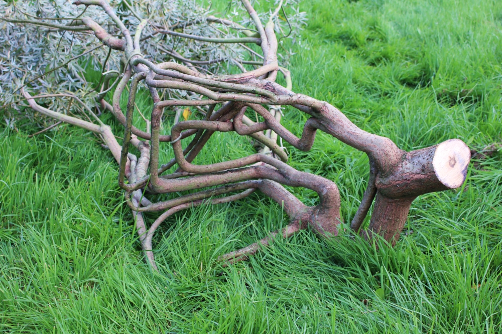 Harvested tree, which has been growing for six years into the shape of a chair, lies on the ground in Wirksworth, Britain, September 11, 2019. Picture taken September 11, 2019. REUTERS/George Sargent.