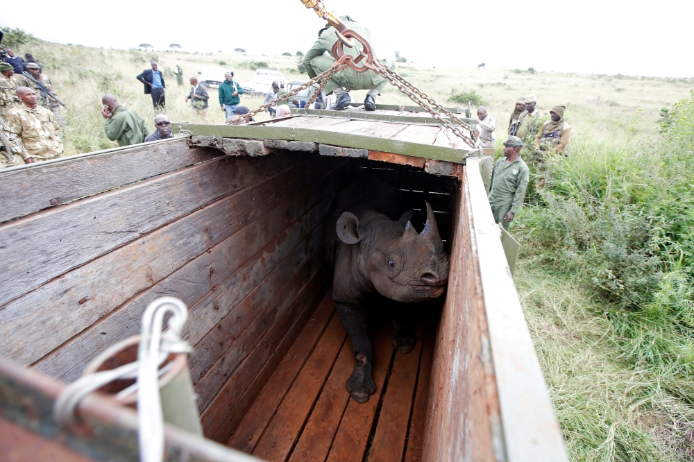 FILE PHOTO: A female black Rhino stands in a box before being transported during rhino translocation exercise In the Nairobi National Park, Kenya, June 26, 2018. REUTERS/Baz Ratner/File Photo