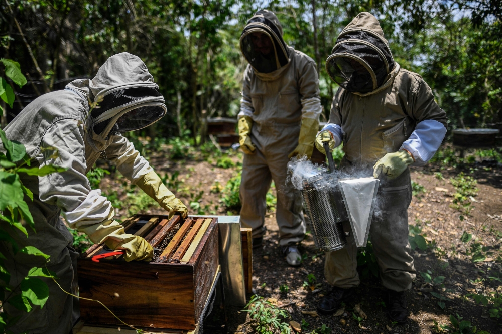 Beekeepers arrange a honeycomb at the community of Chengue, municipality of Ovejas, some 1,000 kms north of Bogota, Colombia, on August 29, 2019. AFP / JUAN BARRETO
