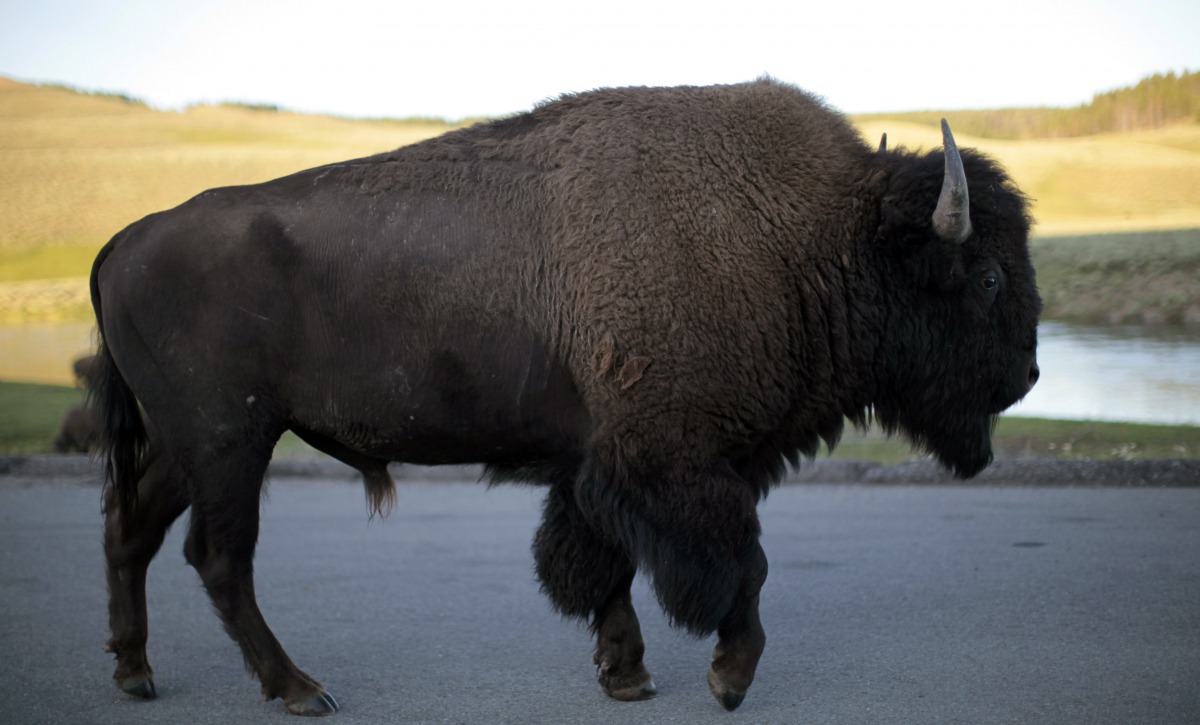 A bison walks in Yellowstone National Park in Wyoming, US on August 10, 2011. Reuters / Lucy Nicholson
 