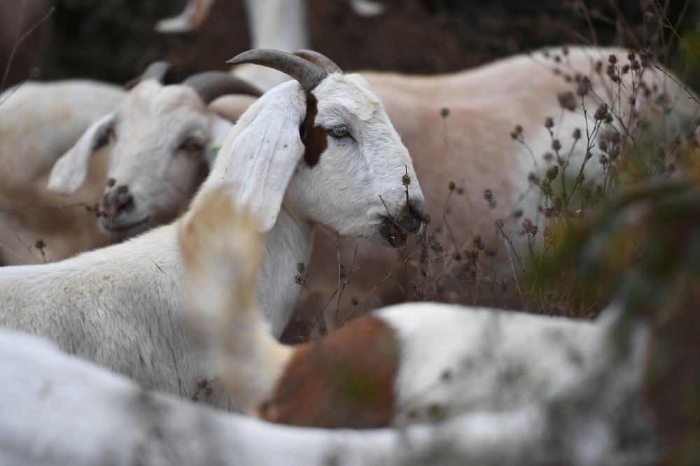 Goats are seen grazing on a hillside as part of fire prevention efforts on September 26, 2019 in South Pasadena, California.  AFP / Robyn Beck 