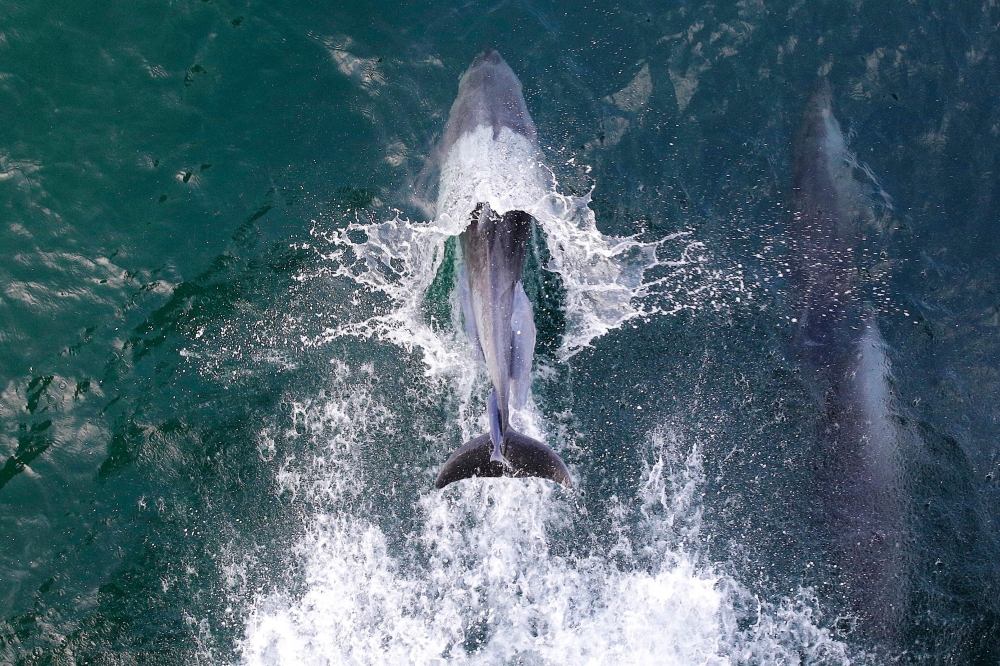 This September 3, 2019 picture shows a dolphin with a remora on its back swimming with Esperanza, the environmentalist organization Greenpeace's boat sailing on the Amazon reef off the French Guiana coast. AFP / Pierre Trihan 