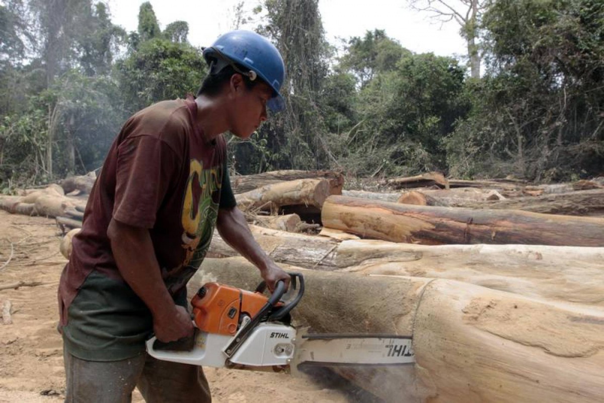 A man from the Embera tribe cuts trees which had been cut by a private logging company in the community of La Pulida in Darien, Panama, in an area used by Colombian rebels to smuggle drugs, February 17, 2010.