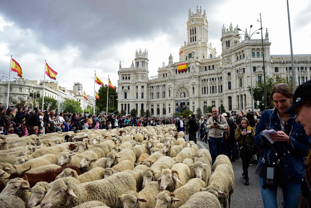 Flocks of sheep are herded in front of the city hall in Madrid on October 20, 2019.   AFP / OSCAR DEL POZO
