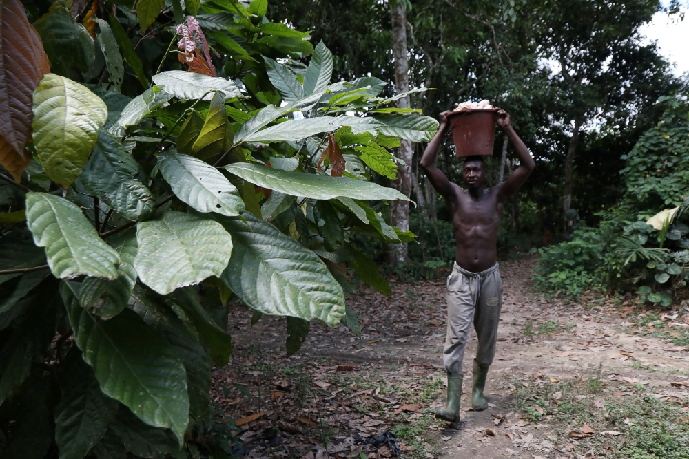 File photo of a cocoa farmer meant for representational purposes only.